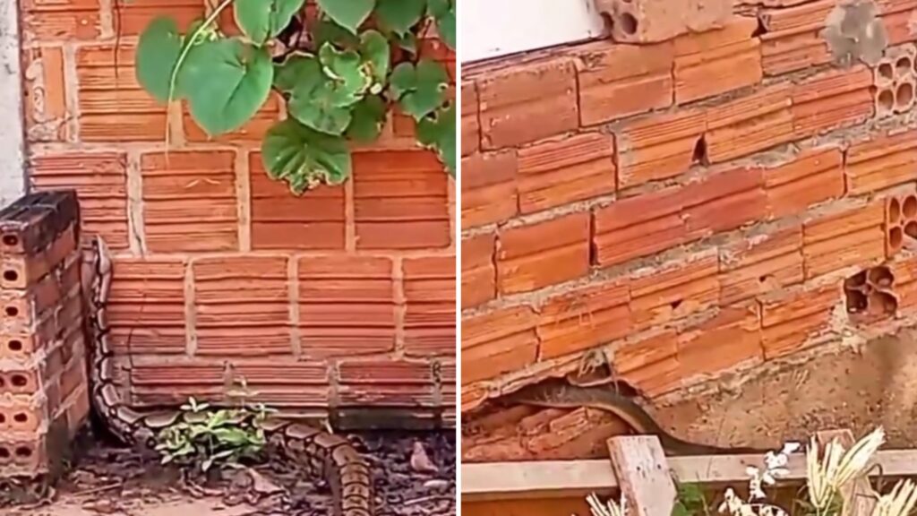 TERRENO ABANDONADO NA AVENIDA DIAMANTINO PREOCUPA MORADORES POR PRESENÇA DE COBRAS