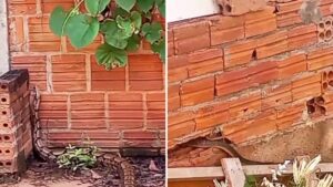 TERRENO ABANDONADO NA AVENIDA DIAMANTINO PREOCUPA MORADORES POR PRESENÇA DE COBRAS