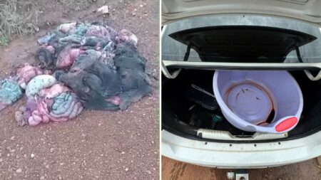 HOMEM É CONDUZIDO APÓS DESCARTE IRREGULAR DE BUCHADAS DE ANIMAIS SILVESTRES NO LIXÃO DE DIAMANTINO